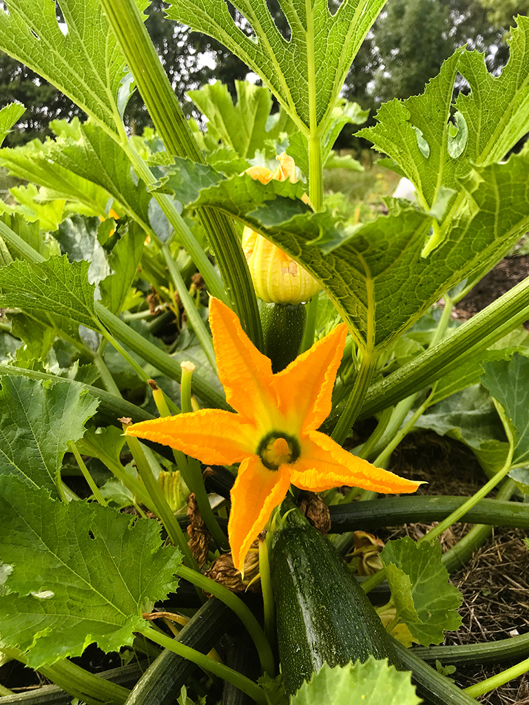 courgette 1024x768